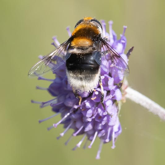 Eristalis intricaria female.jpg